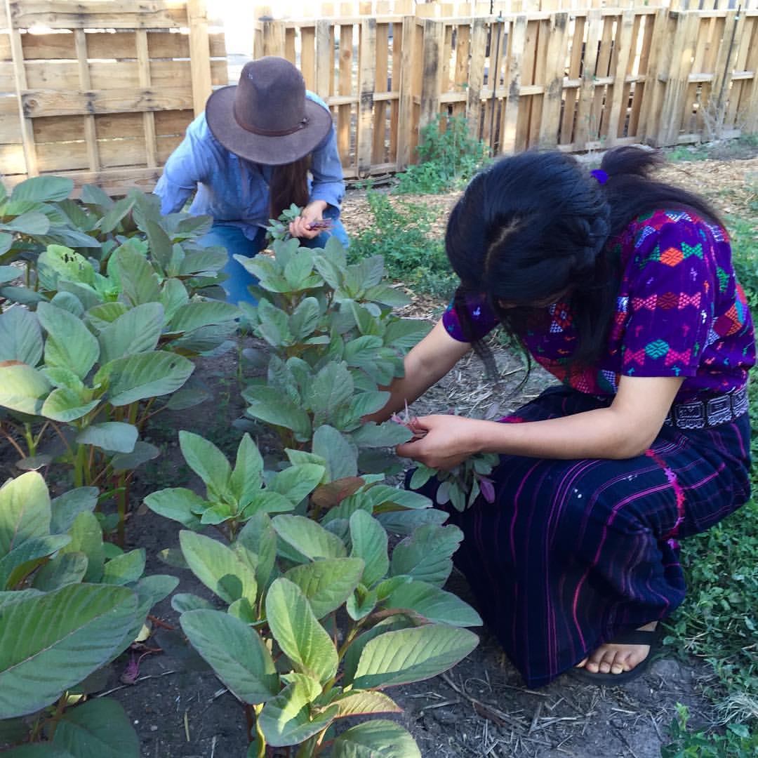 Amaranth Harvest with Qachuu Aloom.