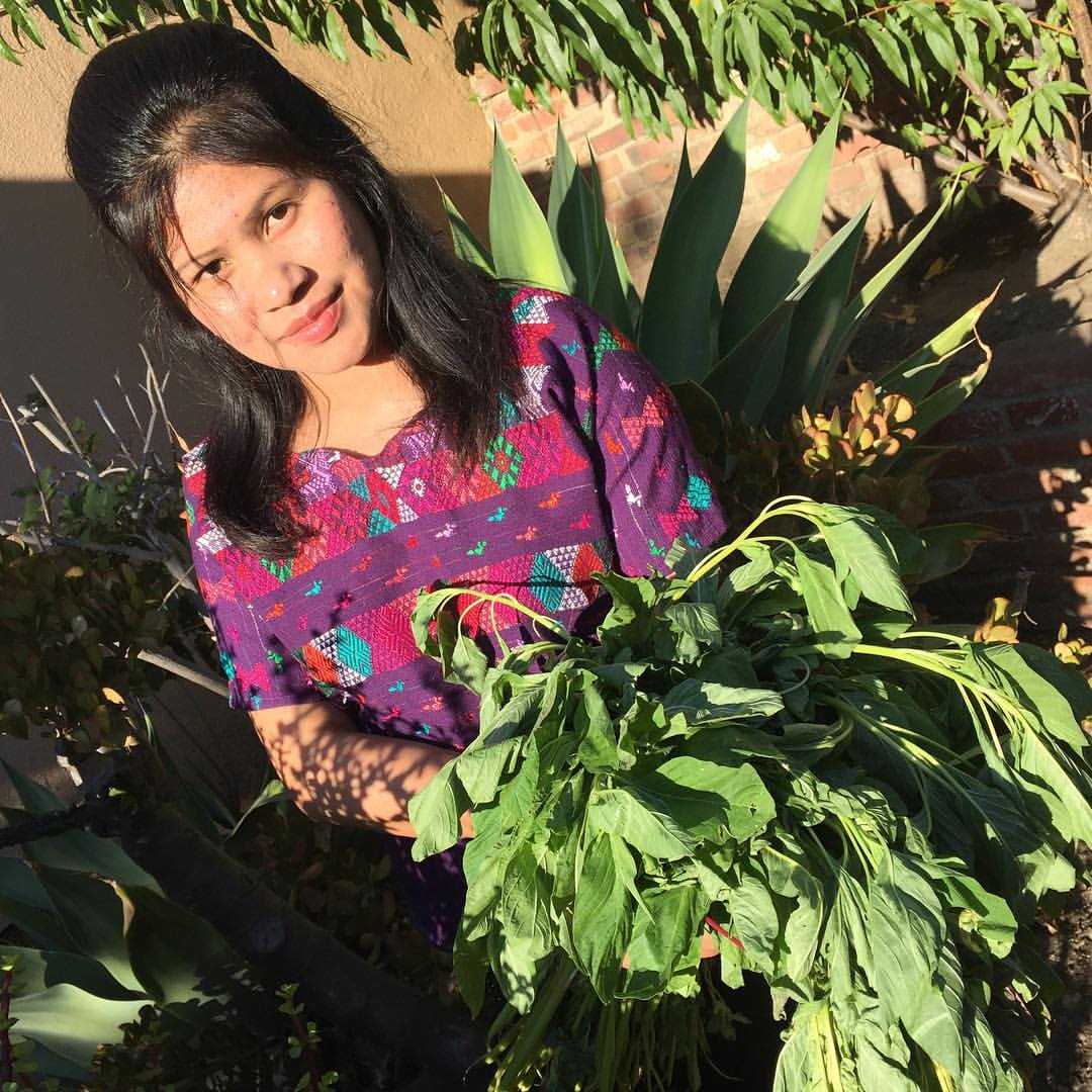 Amaranth harvest
