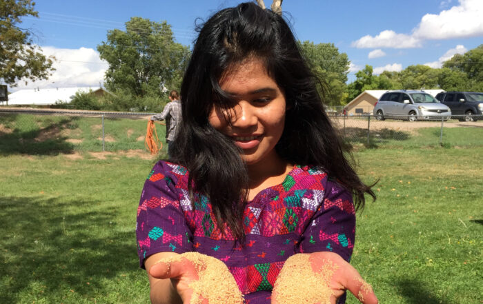 2016 Newsletter Cover - Flowing Amaranth