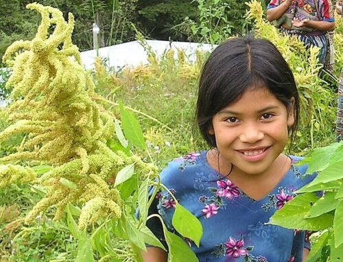 Amaranth Improves Early Childhood Nutrition