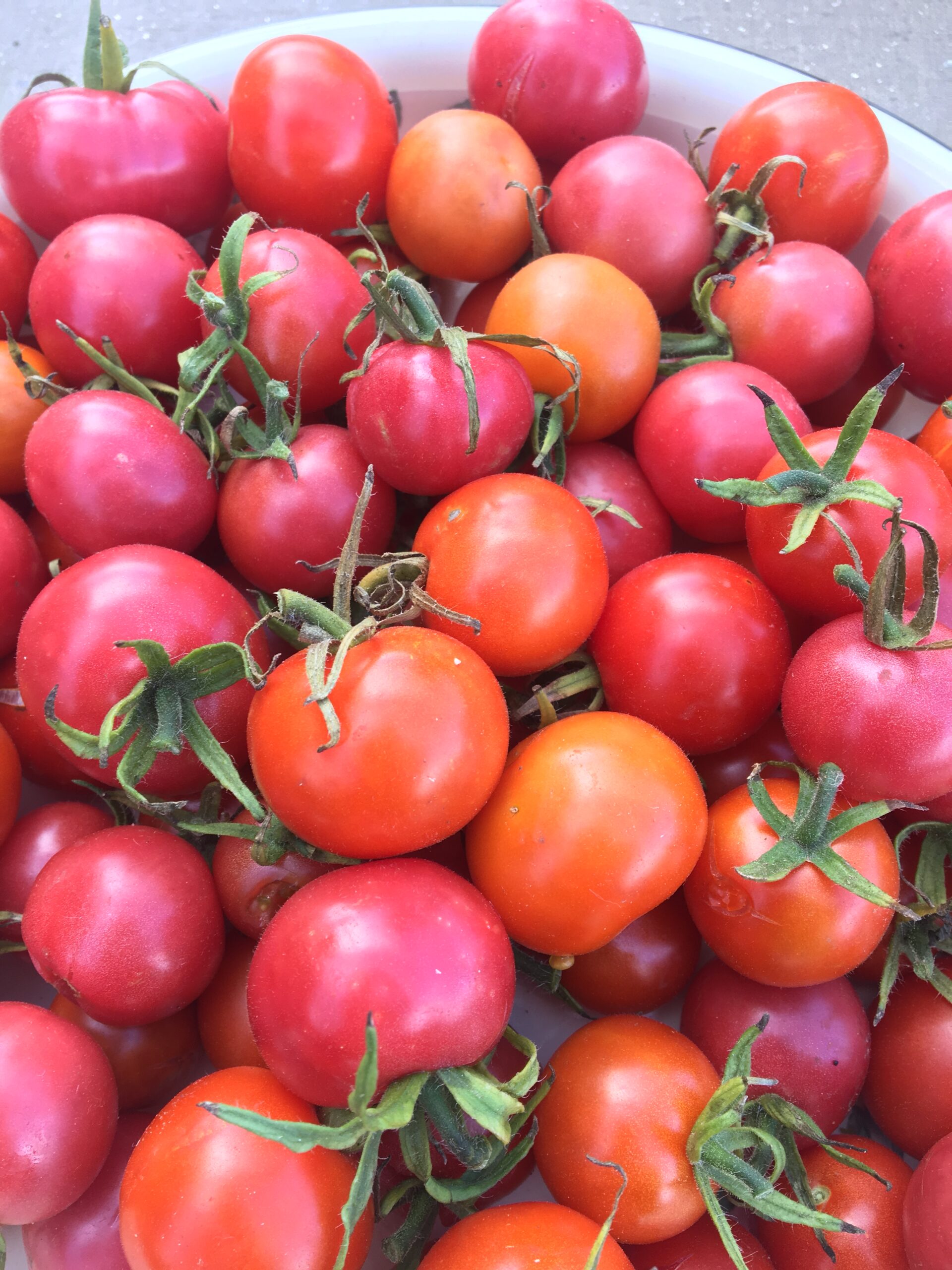 Pishito tomato or Ixim pish (Achi languague)