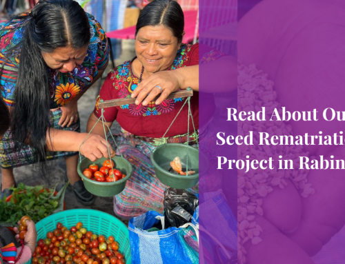 From seed saving to the Market: The Return of the Maravilla Tomato to Maya Achi Communities